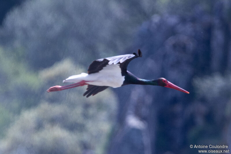 Cigogne noireadulte nuptial, Vol