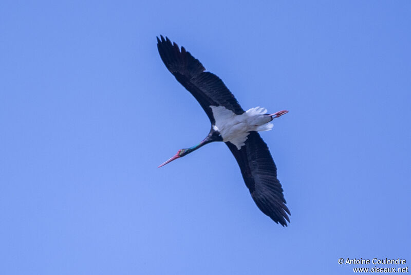 Black Storkadult breeding