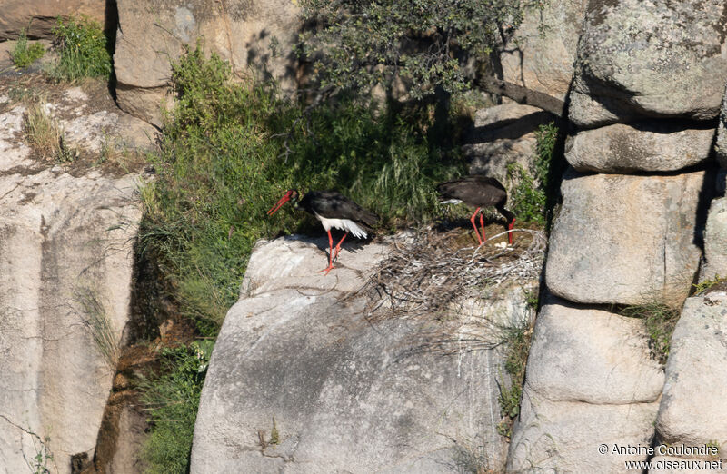 Cigogne noireadulte nuptial, Nidification