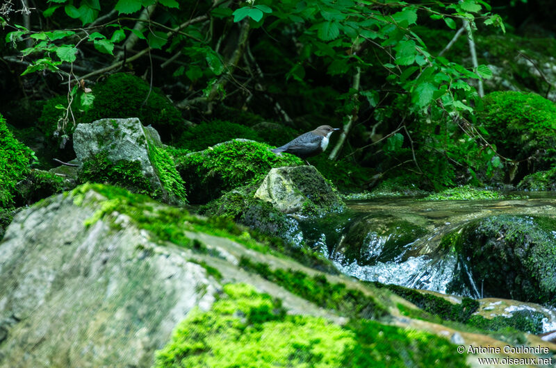 White-throated Dipperadult