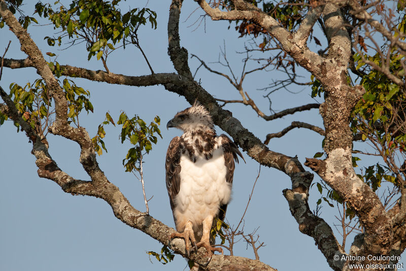 Black-chested Snake Eagleimmature