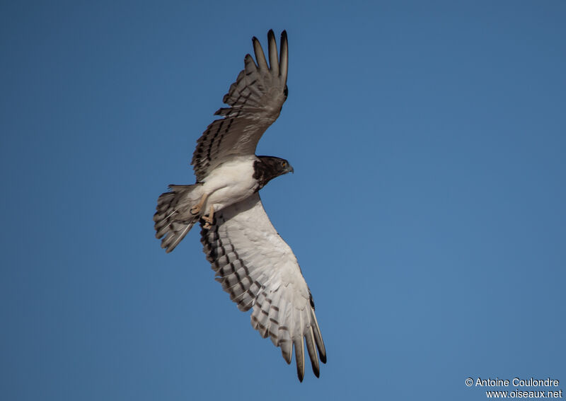 Black-chested Snake Eagleadult, Flight