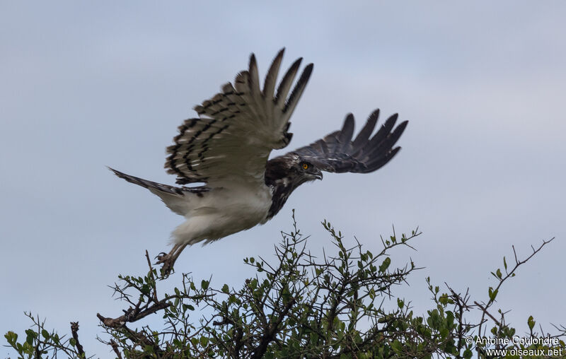 Black-chested Snake Eagle