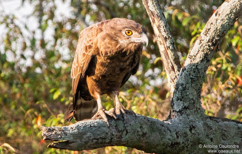 Brown Snake Eagle