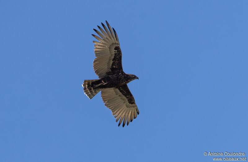 Brown Snake Eagleadult, Flight