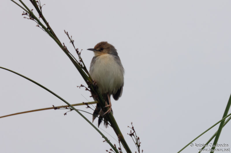 Red-pate Cisticolaadult