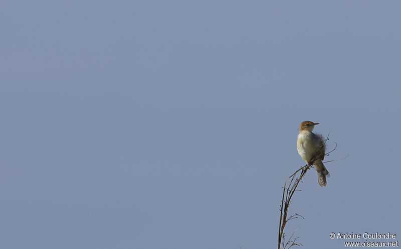 Red-pate Cisticola