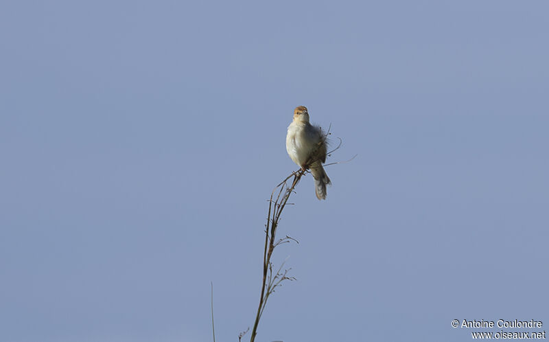 Red-pate Cisticolaadult