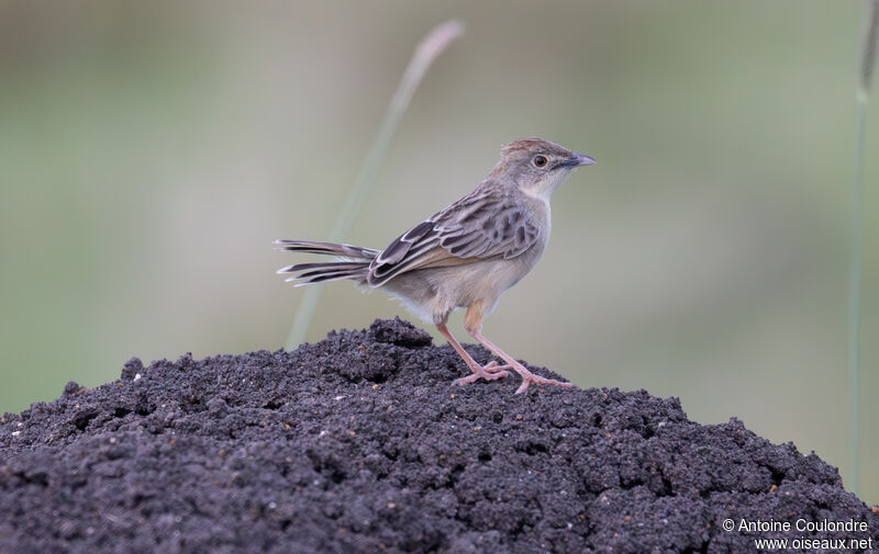 Stout Cisticolaadult