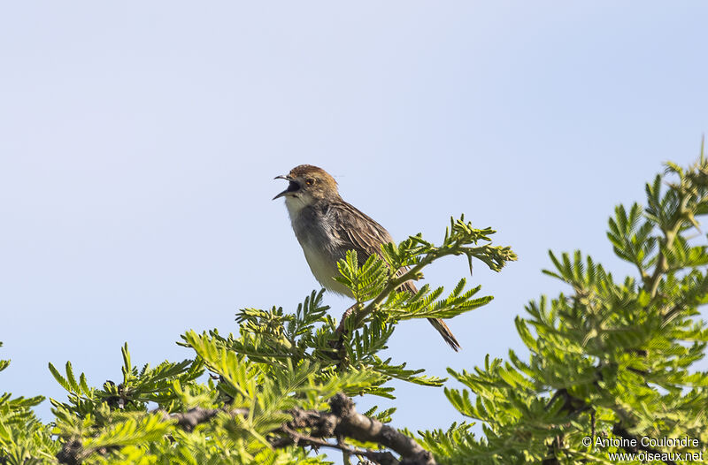 Stout Cisticolaadult breeding, song