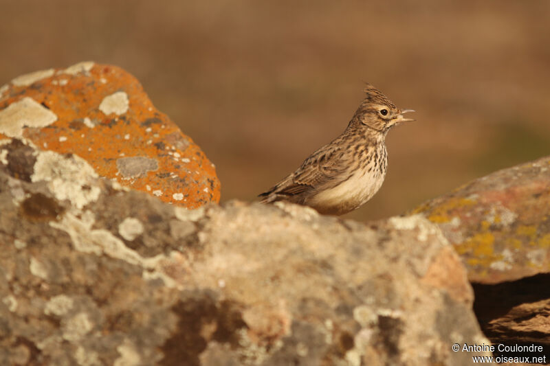 Crested Larkadult, song