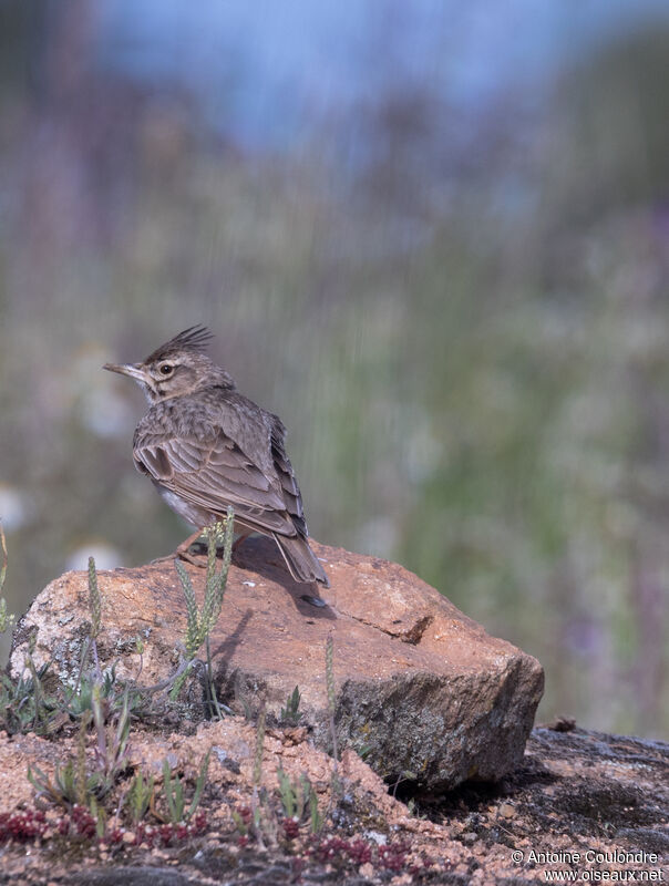 Crested Larkadult