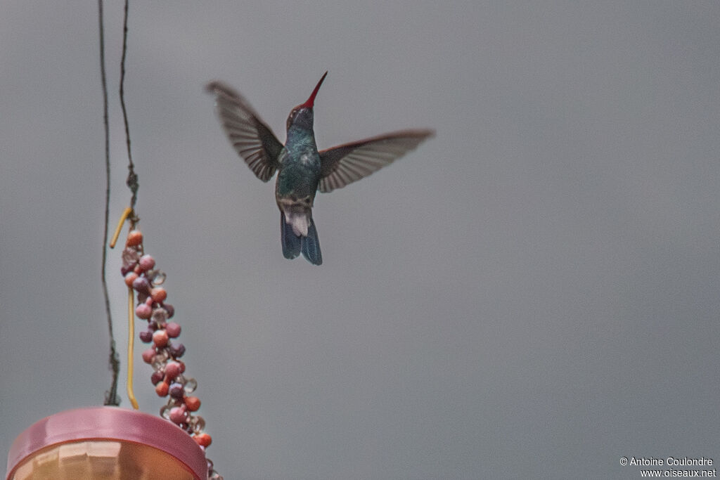 Colibri circéadulte