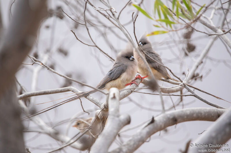 White-backed Mousebird