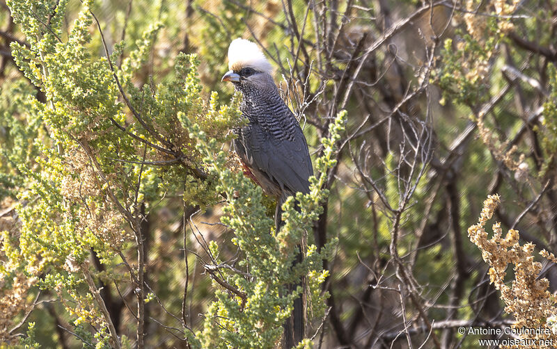 White-headed Mousebirdadult