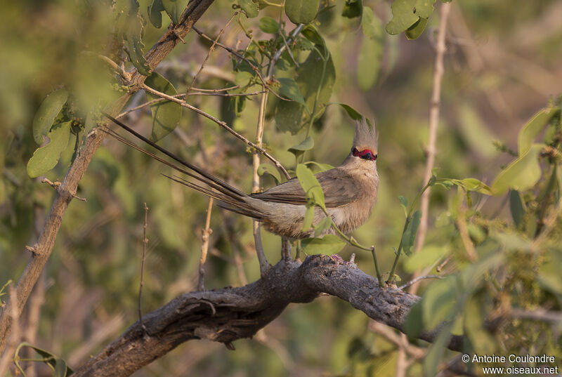 Blue-naped Mousebirdadult