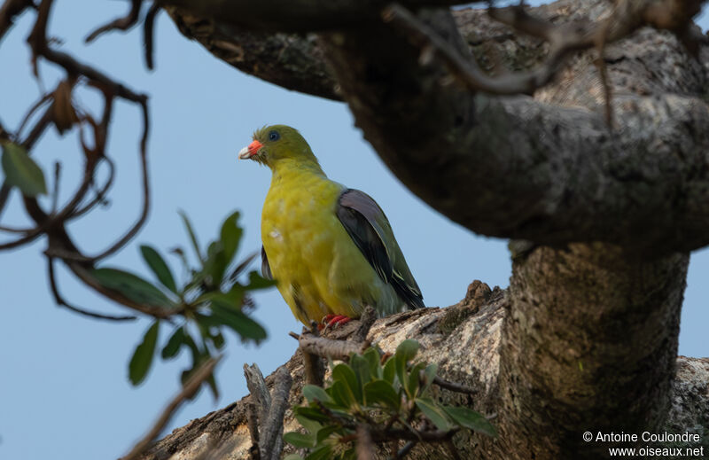 African Green Pigeonadult