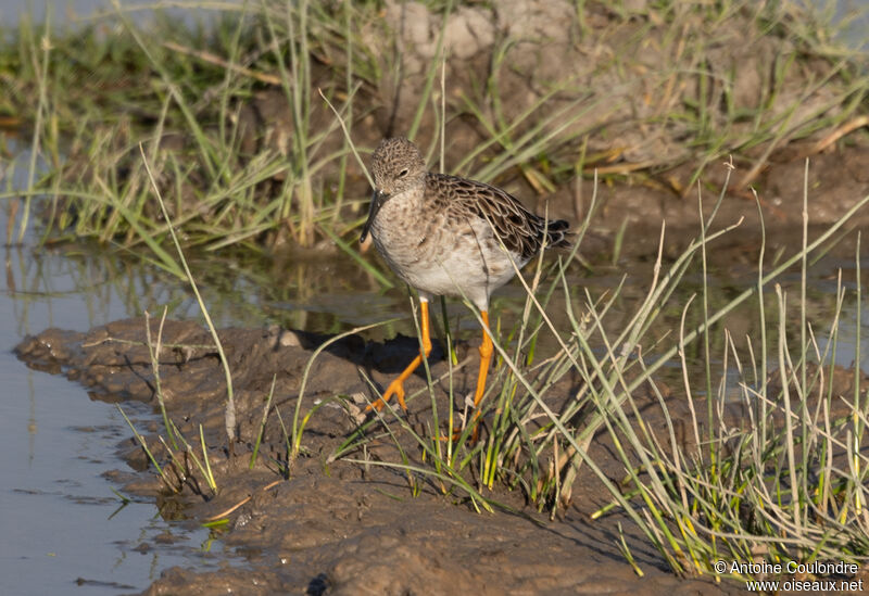 Ruffadult post breeding