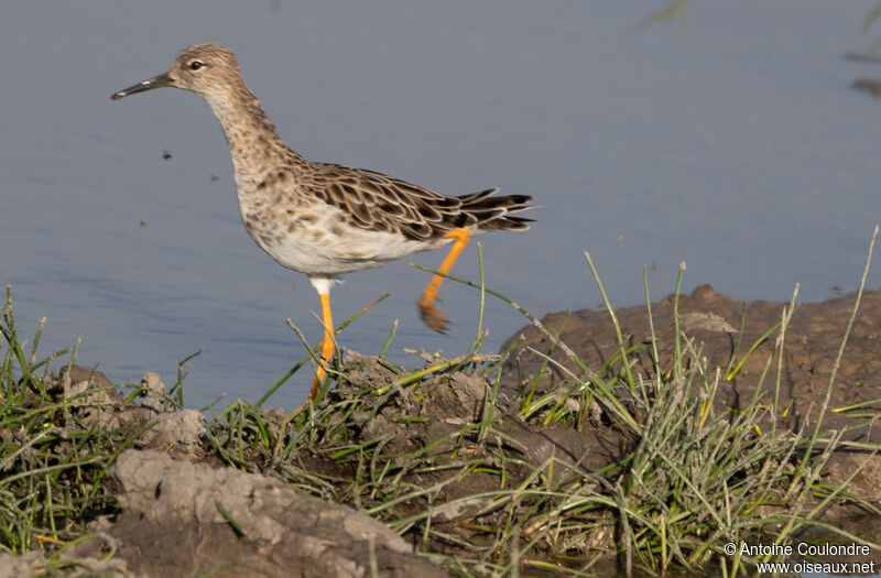 Ruffadult post breeding