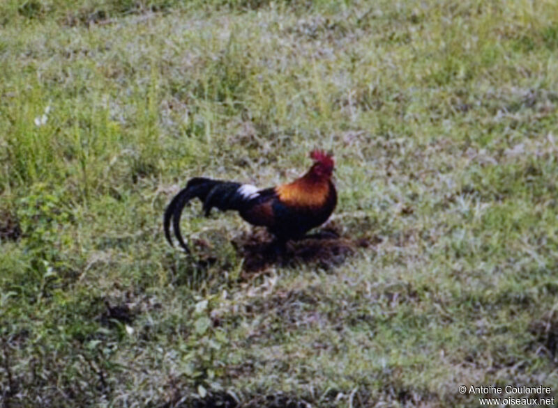 Red Junglefowl male adult