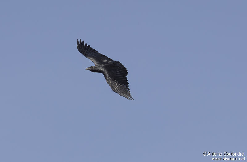 Fan-tailed Ravenadult, Flight