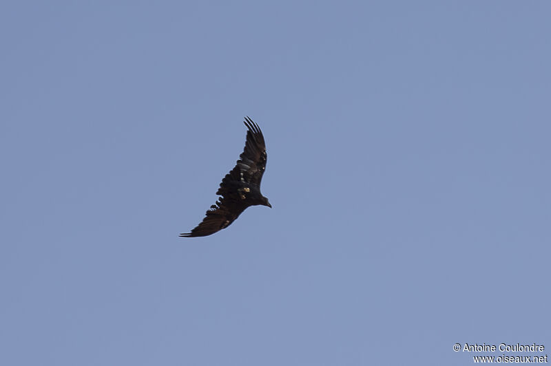 Fan-tailed Ravenadult, Flight