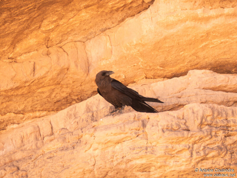 Brown-necked Ravenadult