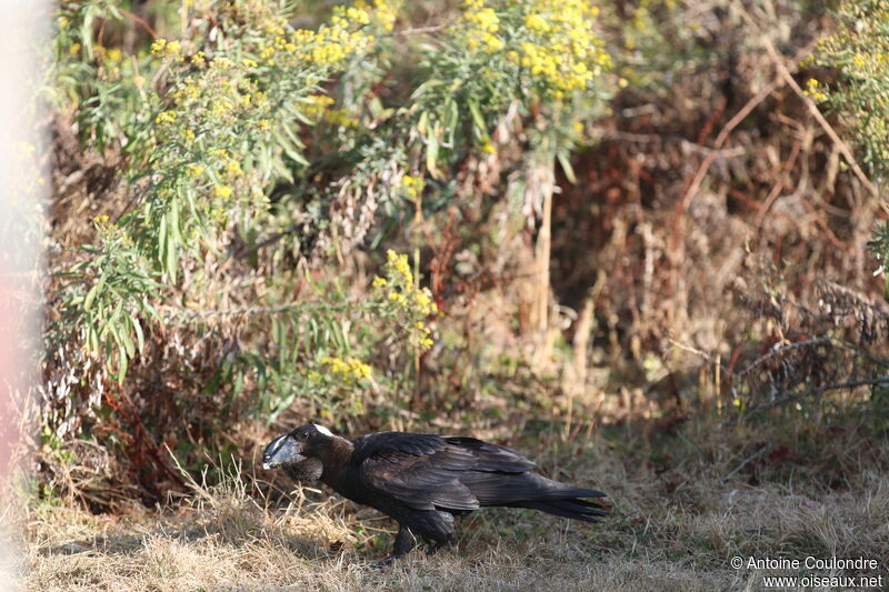 Corbeau corbivauadulte