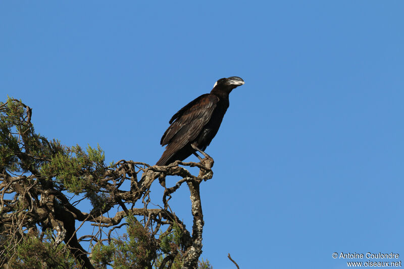 Thick-billed Ravenadult