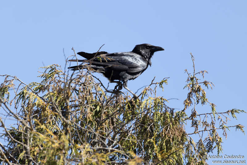 Somali Crowadult