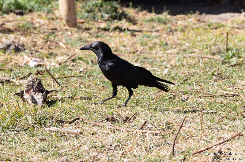 Corbeau d'Édithadulte