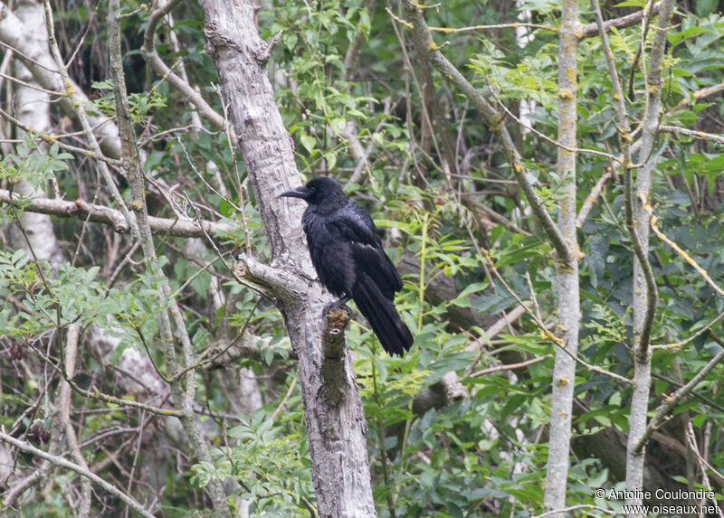 Corbeau freuxadulte