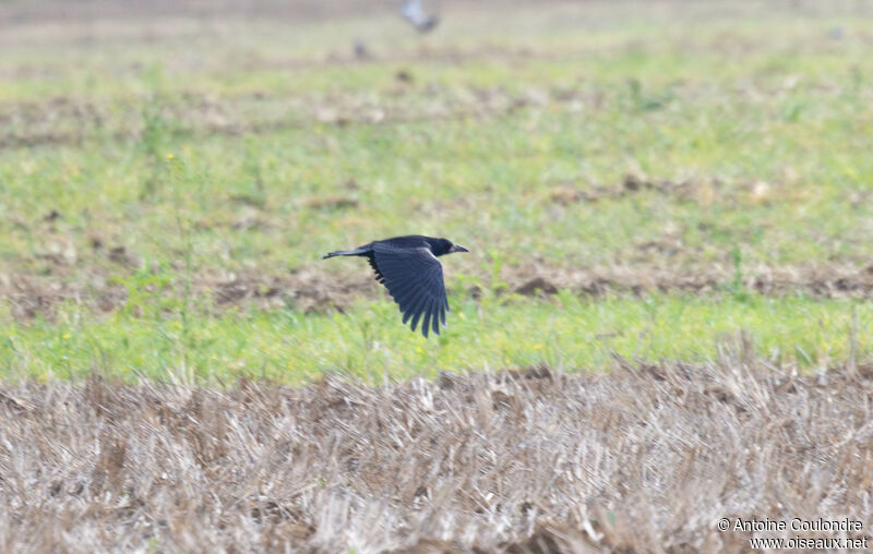 Corbeau freuxadulte, Vol