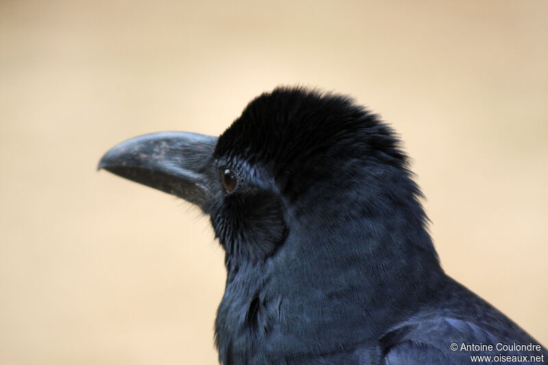 Corbeau indienadulte, portrait