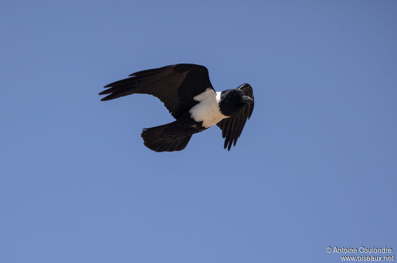 Pied Crowadult, Flight