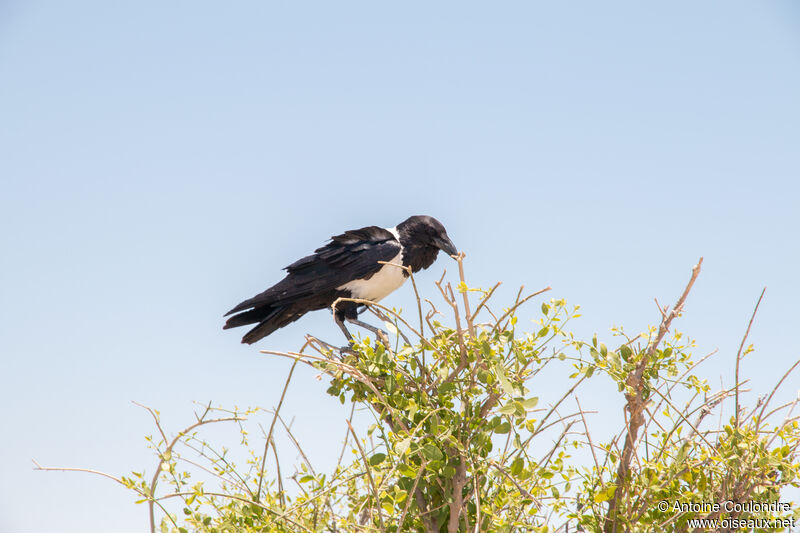 Pied Crowadult