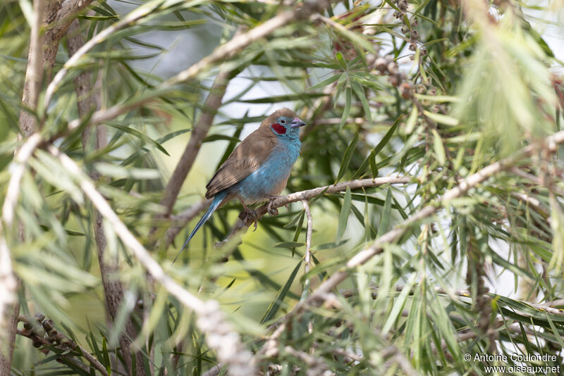 Cordonbleu à joues rouges mâle adulte