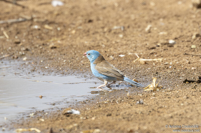 Blue-capped Cordon-bleu male adult breeding