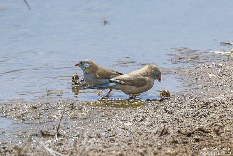 Blue-capped Cordon-bleuadult breeding, drinks