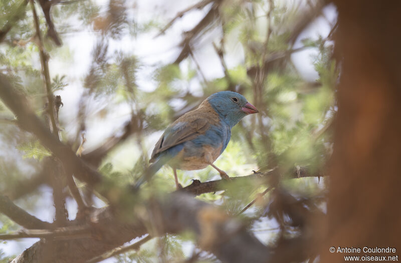 Blue-capped Cordon-bleu male adult breeding