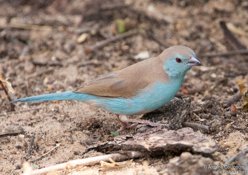 Blue Waxbill male adult