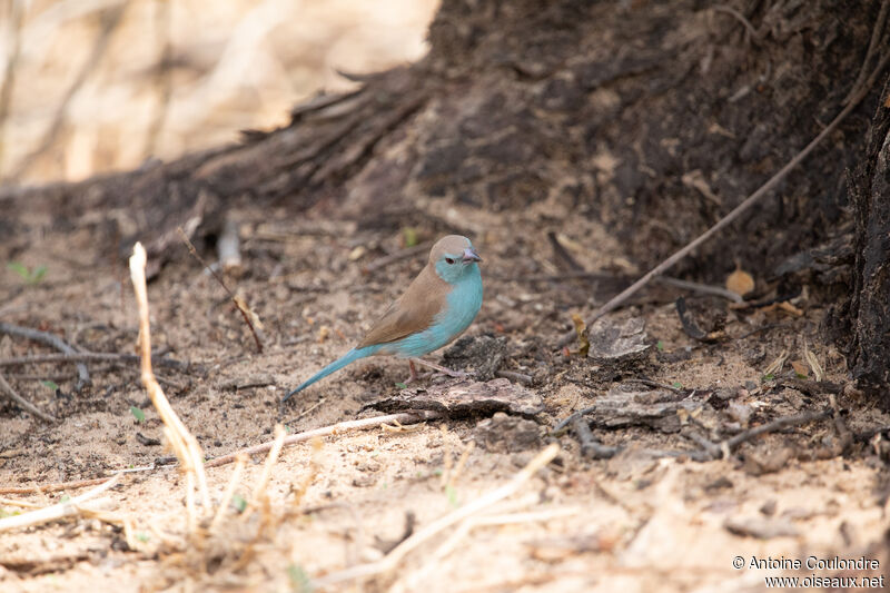 Blue Waxbill male adult