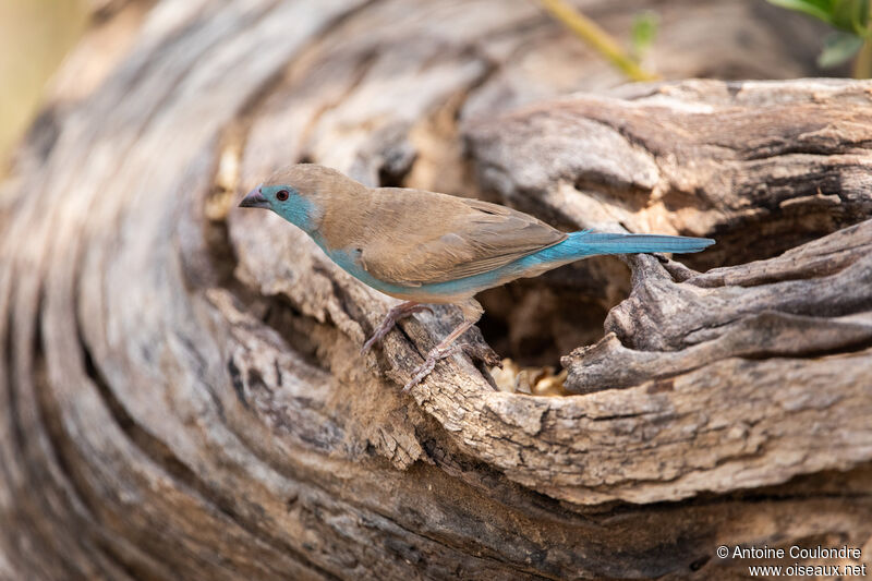 Blue Waxbill male adult