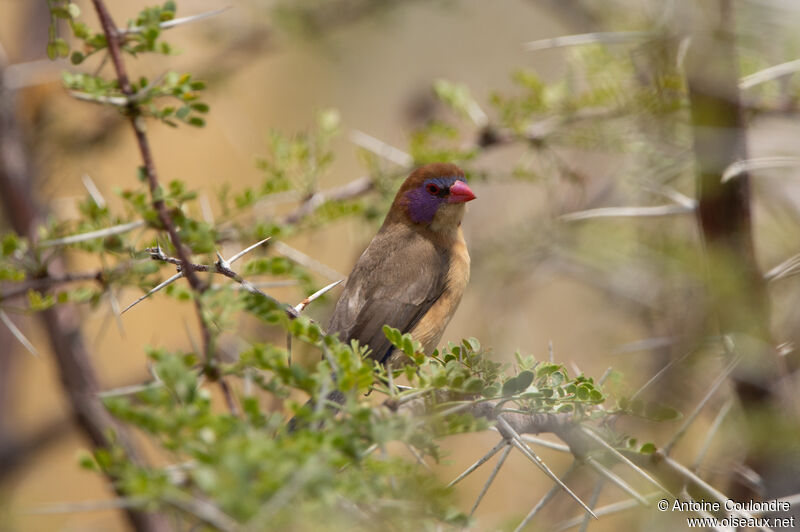 Violet-eared Waxbill female adult