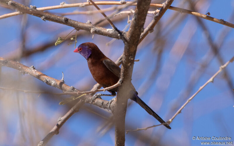 Violet-eared Waxbill male adult