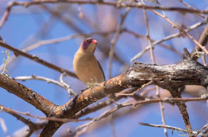 Violet-eared Waxbill female adult