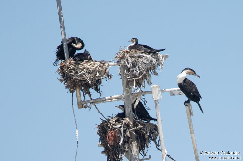 White-breasted Cormorant, Reproduction-nesting