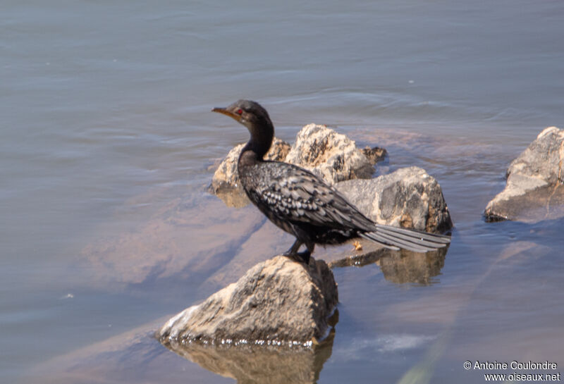 Reed Cormorantadult