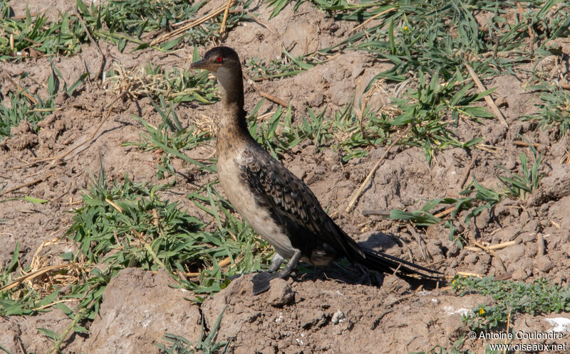 Cormoran africainadulte