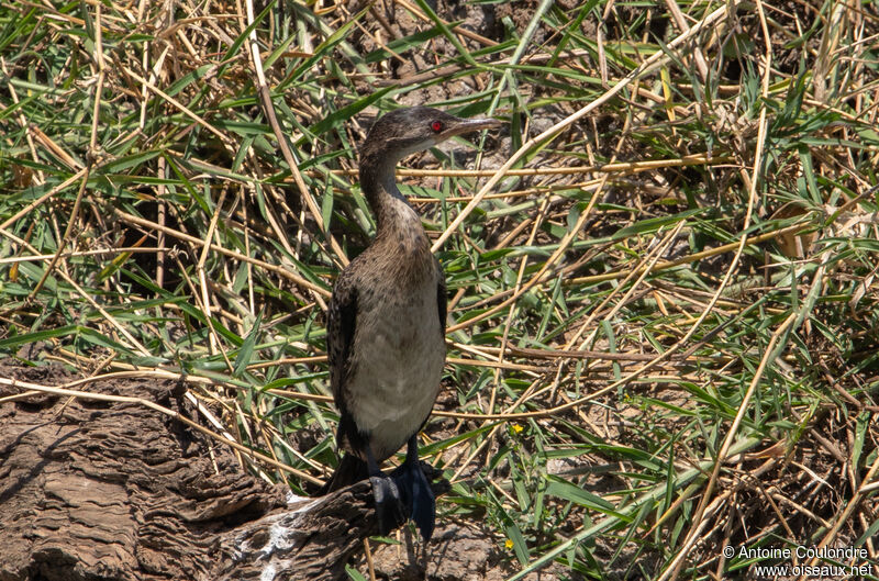 Cormoran africainadulte